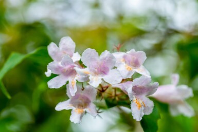 Kolkwitzia amabilis arbuste 100-125 cm