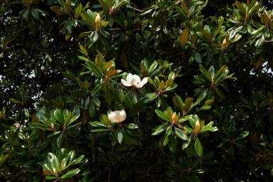 Magnolia grandiflora arbuste 80-100 cm