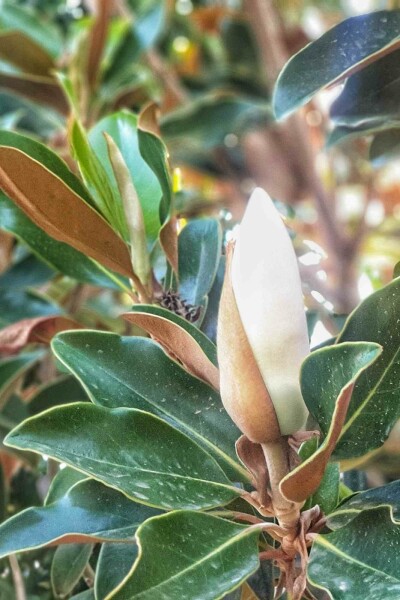 Magnolia grandiflora 'Little Gem' arbuste 100-125 cm