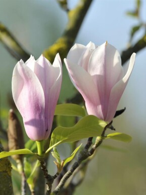 Magnolia 'Heaven Scent' arbuste 125-150 cm