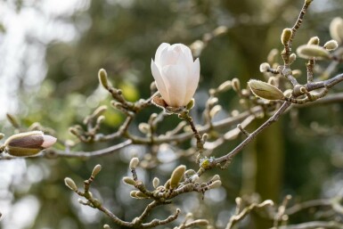 Magnolia loebneri 'Merrill' arbuste 60-80 cm