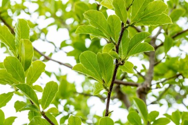 Magnolia loebneri 'Merrill' arbuste 80-100 cm