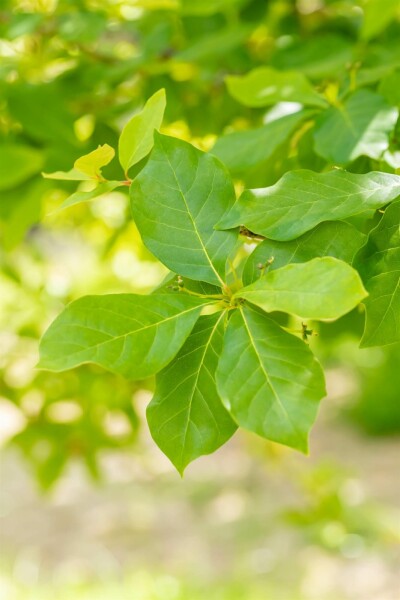 Nyssa sylvatica arbuste 40-60 cm