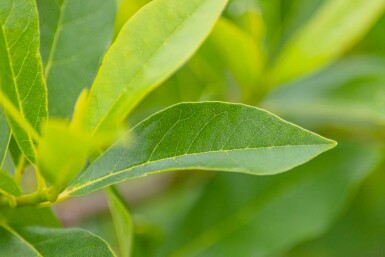 Nyssa sylvatica arbuste 40-60 cm