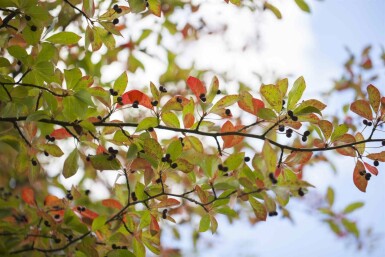 Nyssa sylvatica arbuste 40-60 cm