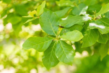 Nyssa sylvatica arbuste 80-100 cm