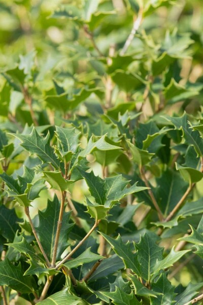 Osmanthus heterophyllus arbuste 60-80 cm