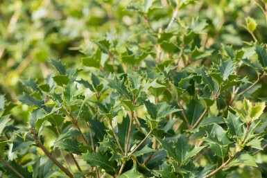 Osmanthus heterophyllus arbuste 80-100 cm