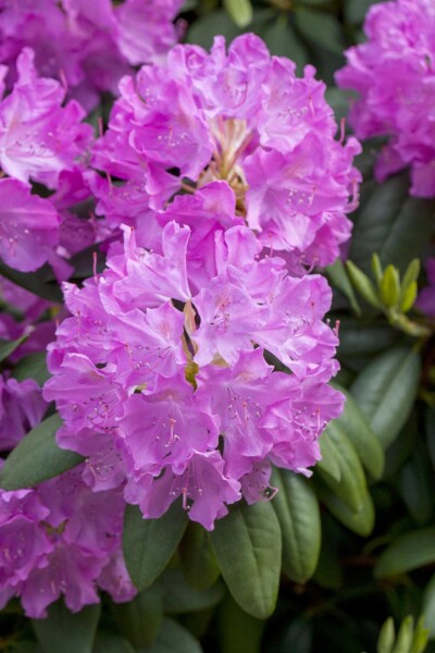 Rhododendron catawbiense 'Boursault' arbuste 60-80 cm