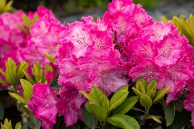 Rhododendron 'Germania' arbuste 50-60 cm