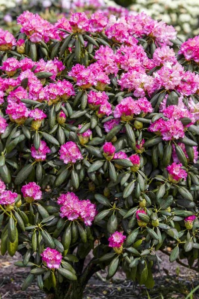 Rhododendron 'Germania' arbuste 60-70 cm