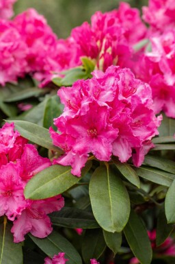 Rhododendron 'Germania' arbuste 60-70 cm