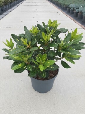 Rhododendron 'Goldflimmer' arbuste 30-40 cm