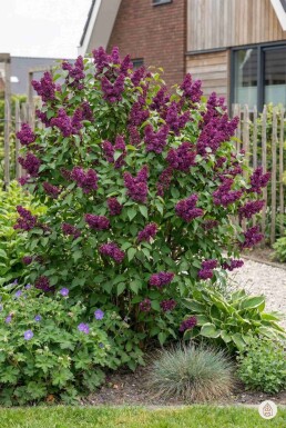 Syringa vulgaris 'Andenken an Ludwig Spath' arbuste 30-40 cm