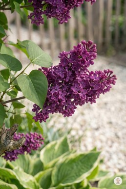 Syringa vulgaris 'Andenken an Ludwig Spath' arbuste 30-40 cm