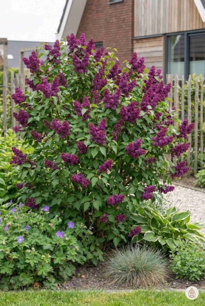 Syringa vulgaris 'Andenken an Ludwig Spath' arbuste 50-60 cm