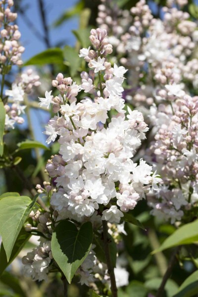 Syringa vulgaris 'Beauty of Moscow' arbuste 60-80 cm