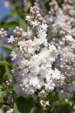 Syringa vulgaris 'Beauty of Moscow' arbuste 60-80 cm