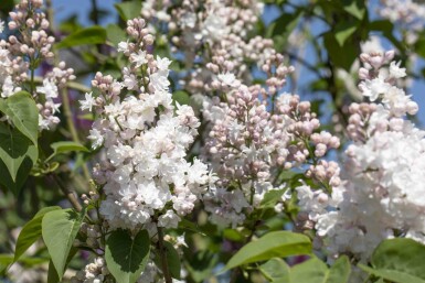 Syringa vulgaris 'Beauty of Moscow' arbuste 60-80 cm