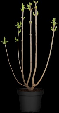 Syringa vulgaris 'Beauty of Moscow' arbuste 80-100 cm