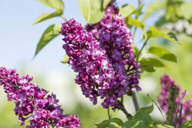 Syringa vulgaris 'Charles Joly' arbuste 60-80 cm