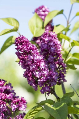 Syringa vulgaris 'Charles Joly' arbuste 60-80 cm