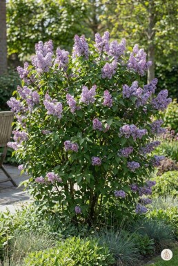 Syringa vulgaris 'Michel Buchner' arbuste 100-125 cm