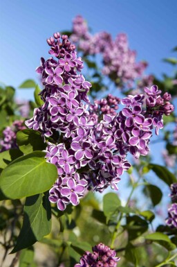 Syringa vulgaris 'Sensation' arbuste 60-80 cm