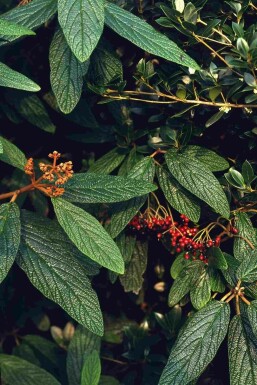 Viburnum rhytidophyllum arbuste 60-80 cm