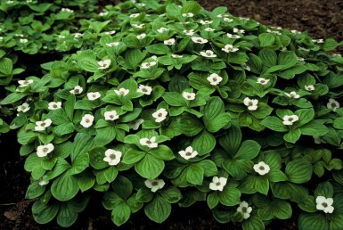 cornouiller du Canada Cornus canadensis Cornus canadensis