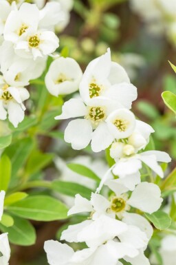 Exochorda racemosa 'Niagara' arbuste