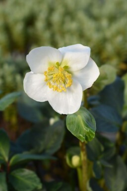 Helleborus niger 'Christmas Carol' C2