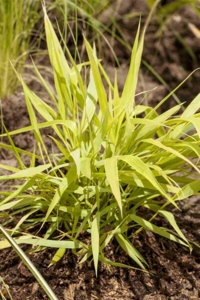 Hakonechloa macra 'Allgold'