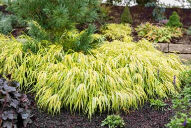 Hakonechloa macra 'Allgold'
