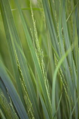 Panicum virgatum 'Northwind'