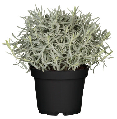 Lavandula angustifolia