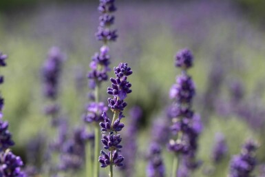 Lavandula angustifolia