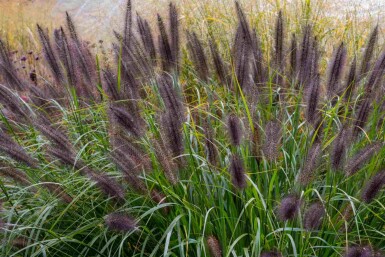 Pennisetum alopecuroides 'Black Beauty'