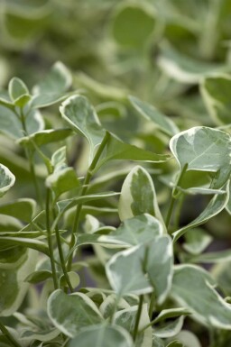 Aucune image disponible