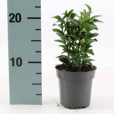 Euonymus japonicus 'Green Spire' arbuste 50-60 cm