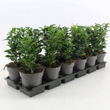 Euonymus japonicus 'Green Spire' arbuste 50-60 cm