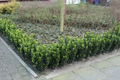 Euonymus japonicus 'Green Spire' arbuste 50-60 cm