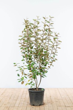 Eléagnus / Elaeagnus Ebbingei 125-150 cm