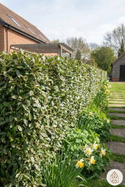 Eléagnus / Elaeagnus Ebbingei 150-175 cm