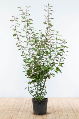 Eléagnus / Elaeagnus Ebbingei 175-200 cm