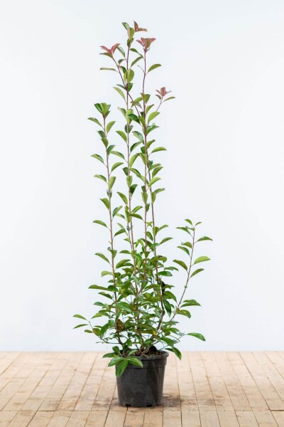 Photinia Fraseri Red Robin 125-150 cm