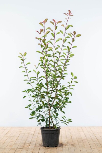 Photinia Fraseri Red Robin 150-175 cm
