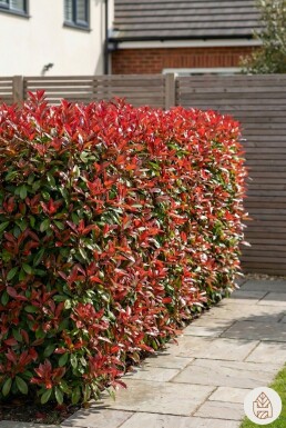 Photinia Fraseri Red Robin 150-175 cm - Pot