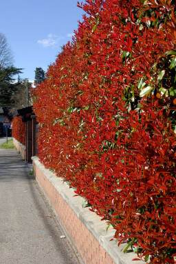 Photinia Fraseri Red Robin 175-200 cm