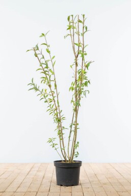 Troène Commun / Ligustrum Vulgare 100-125 cm